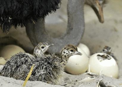 Eksotis bagi massa: peternakan burung unta sebagai bisnis di Rusia