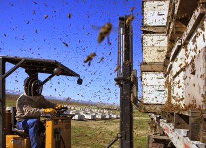 Готовый бизнес-план пасеки пчеловодства