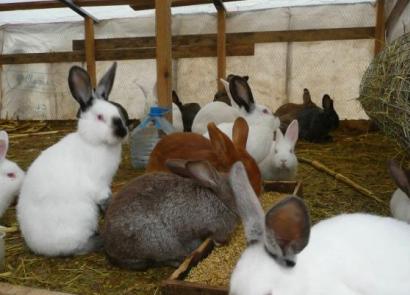 Разведение кроликов как бизнес — выгодно или нет?