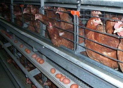 Бизнес-план птицефермы: как организовать мини-фабрику на 200 кур