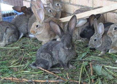 Разведение кроликов в домашних условиях как бизнес: 8 основных этапов